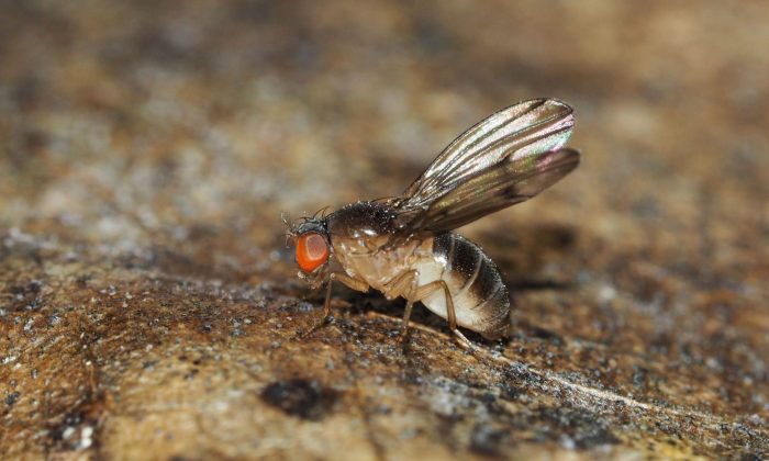 Octomilka