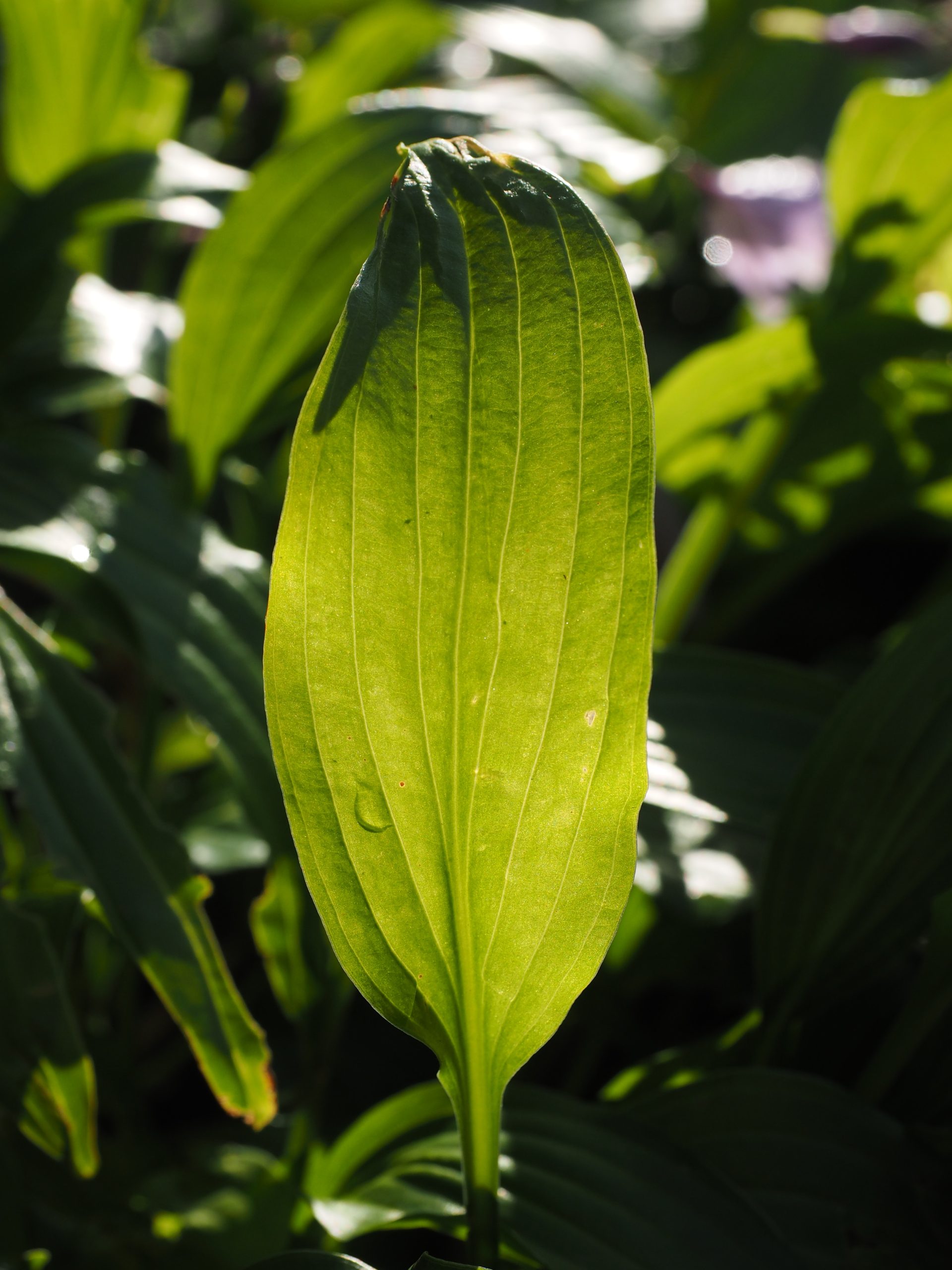 Aspidistra 2