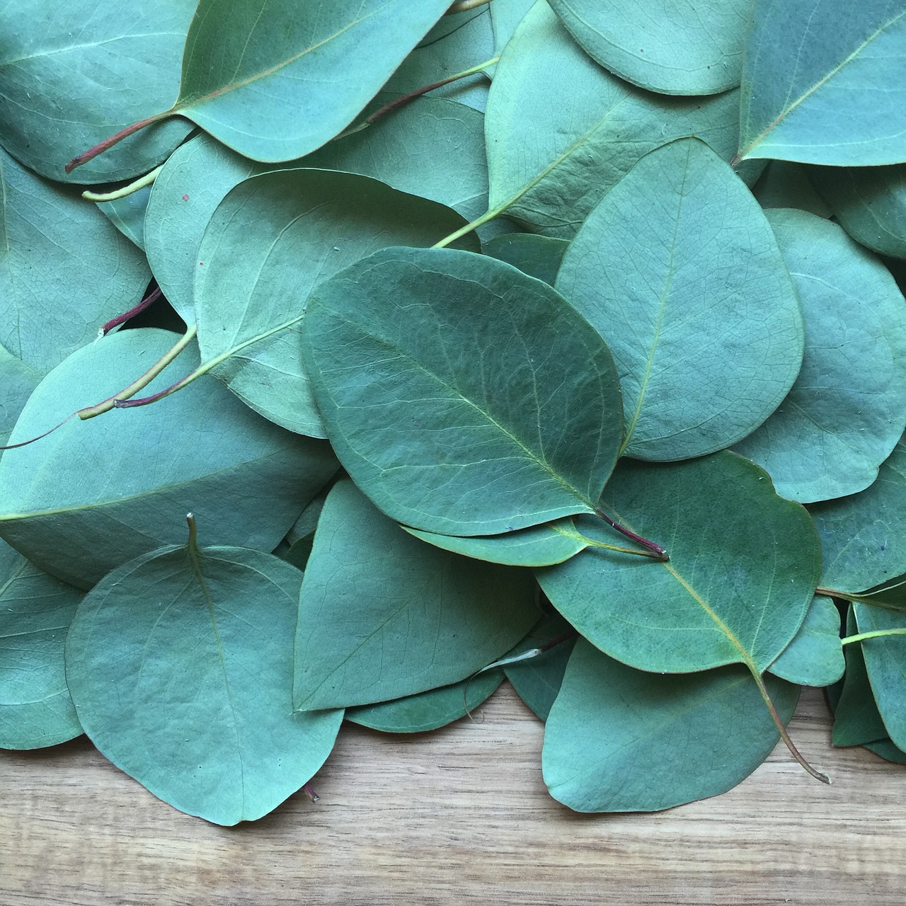 eucalyptus