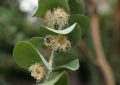 Eucalyptus