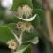 Eucalyptus