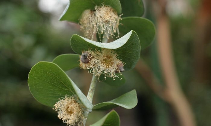 Eucalyptus