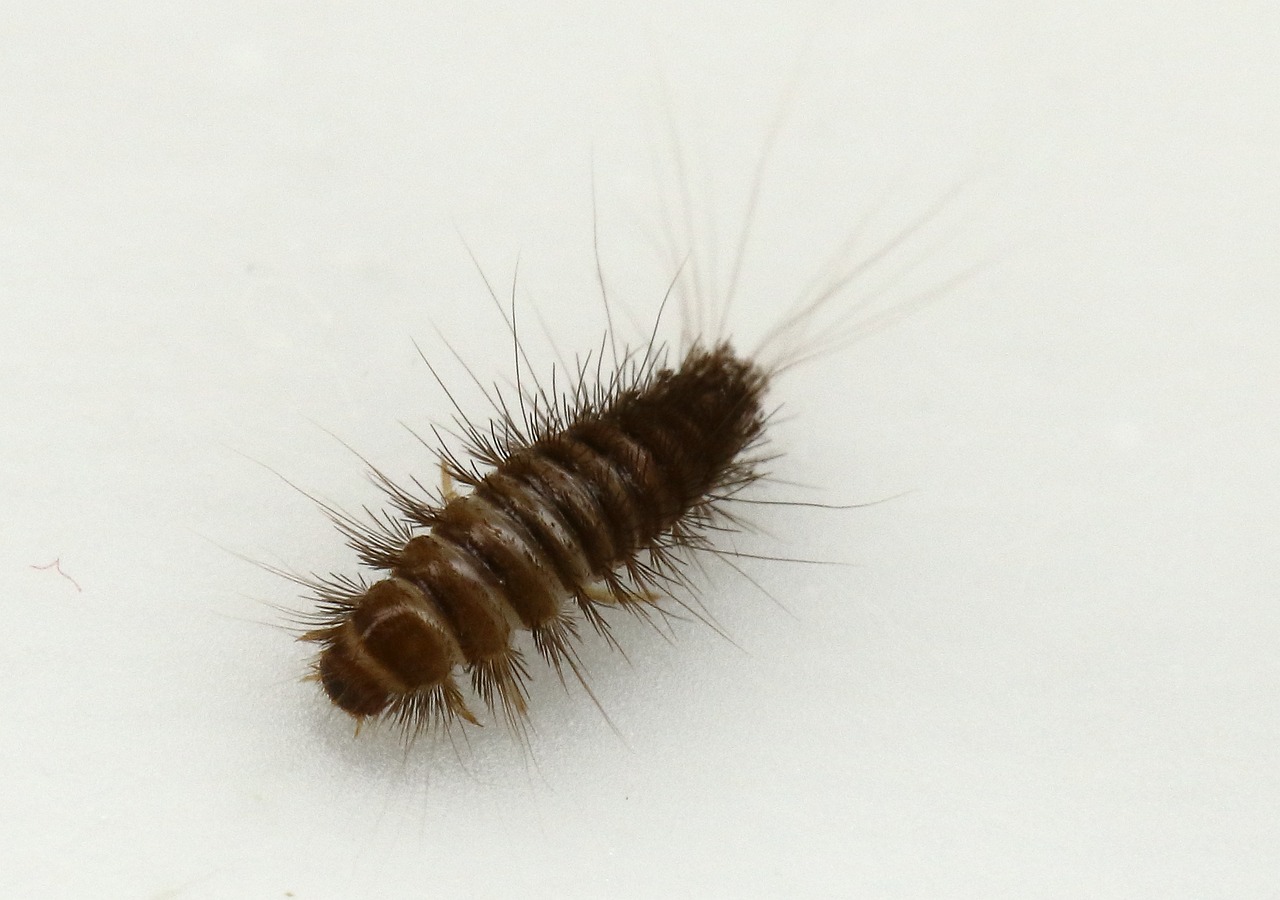 larva rušníka