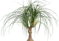 Ponytail palm