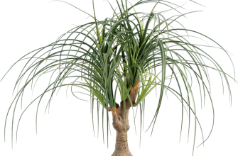 Ponytail palm