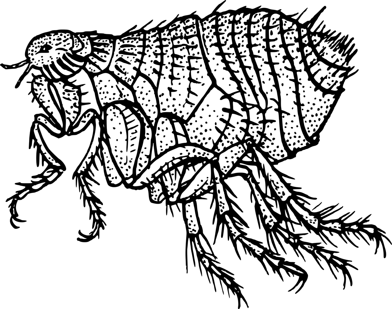 Blecha v detailu