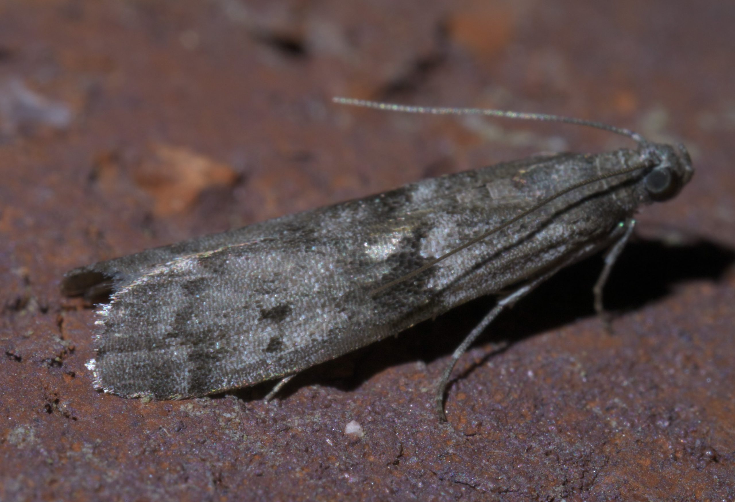 potravinový mol larva