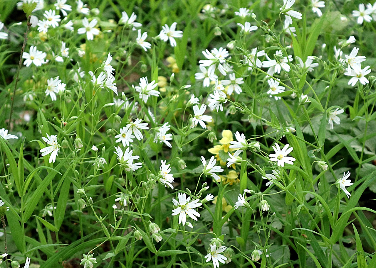 ptačinec