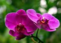 orchidej