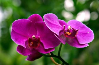 orchidej