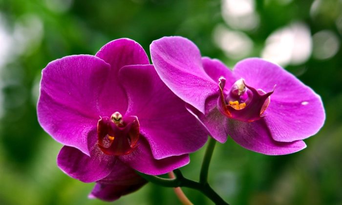 orchidej