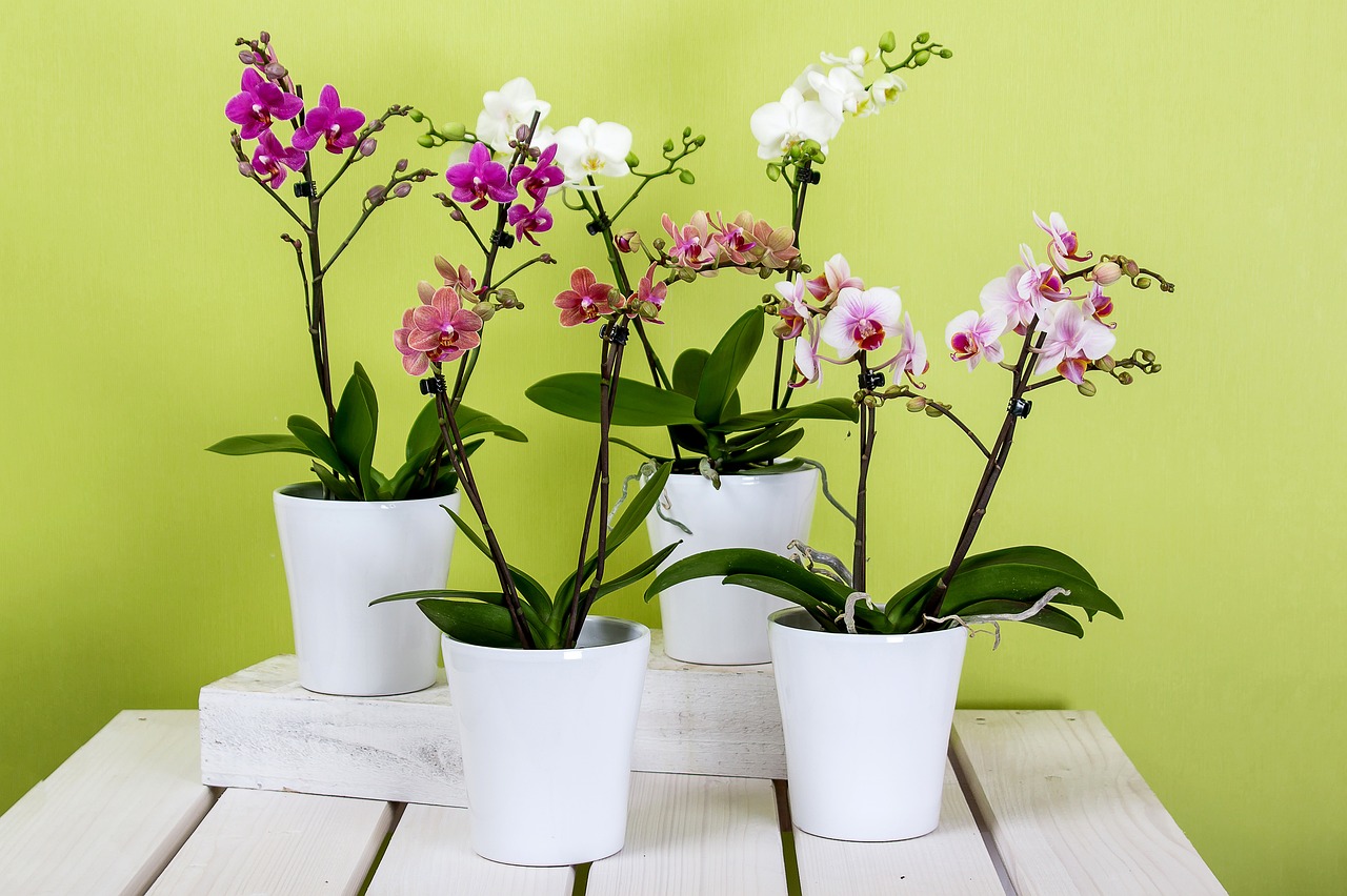 orchideje