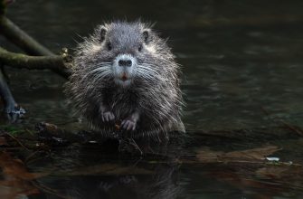 nutrie
