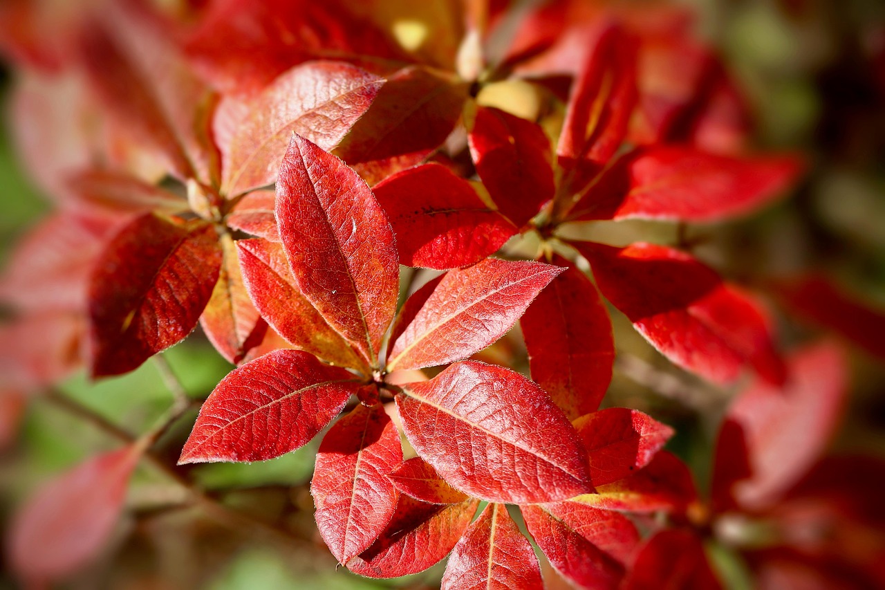 azalea