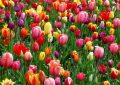 Tulipány