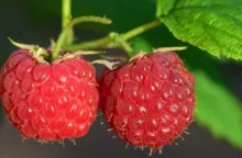 Jak hnojit maliny v dubnu a květnu, hnojení malin, hnojení, maliny, jaro