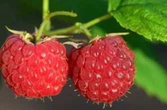 Jak hnojit maliny v dubnu a květnu, hnojení malin, hnojení, maliny, jaro