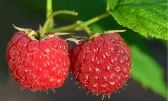 Jak hnojit maliny v dubnu a květnu, hnojení malin, hnojení, maliny, jaro