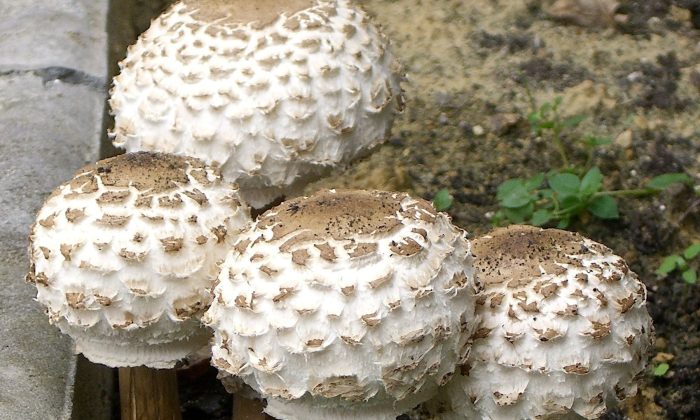 bedla vysoká, bedla červenající, jedovatá bedla zahradní, pohyblivý prsten