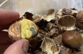 Plesnivý jedlý kaštan