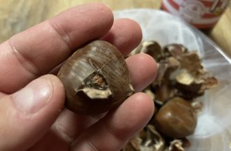 Jedlý kaštan po nakrojení