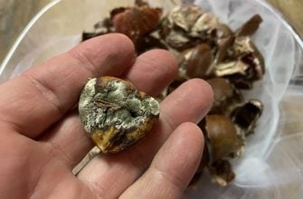 Plesnivý jedlý kaštan