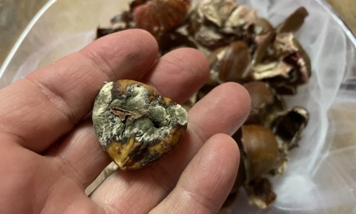 Plesnivý jedlý kaštan