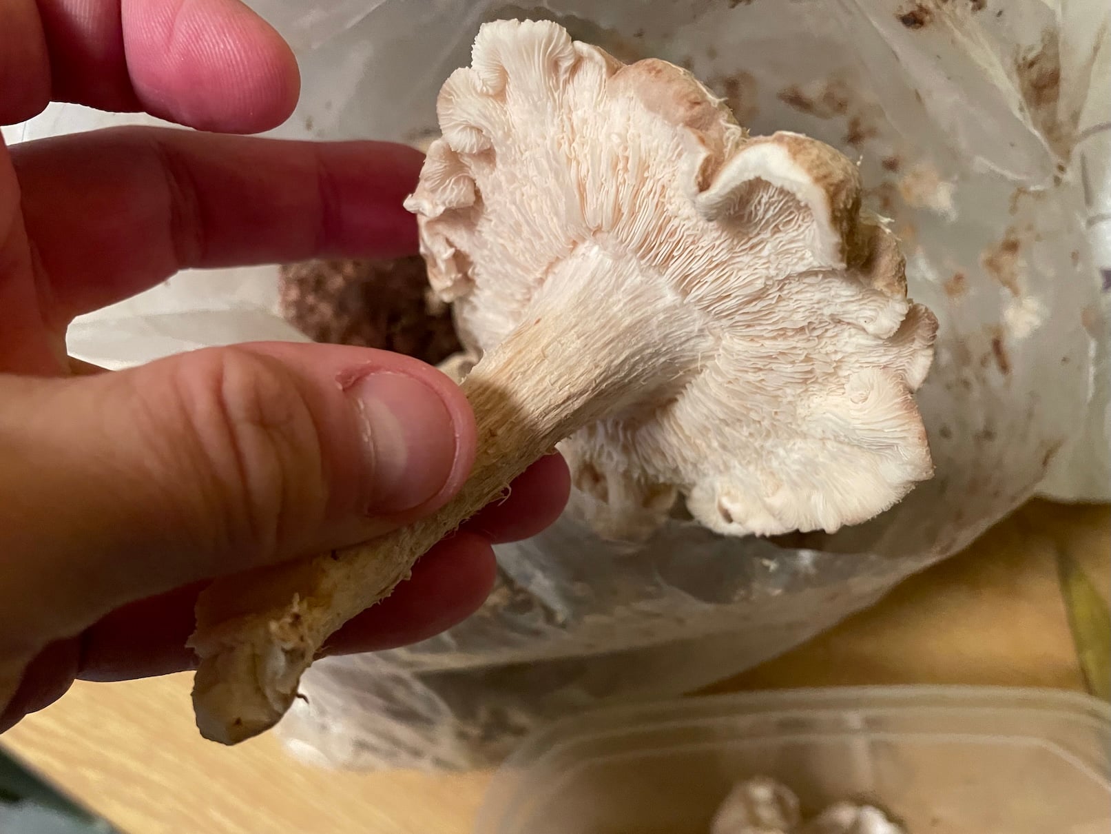 Plodnice šiitake ze spodní strany