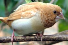 Chůvička japonská