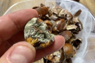 Plesnivý jedlý kaštan