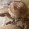 Shiitake