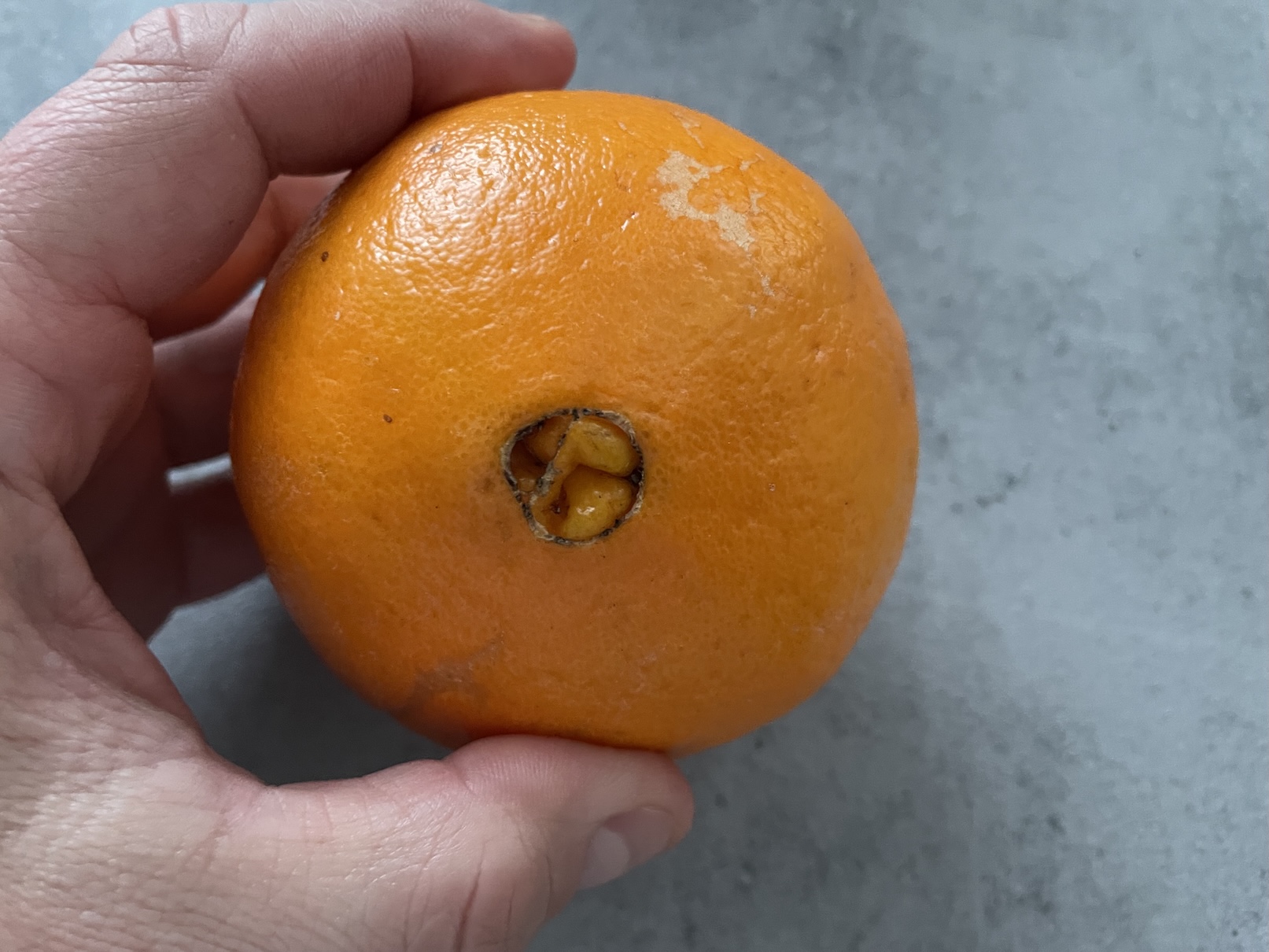 Pomeranč s výstupkem