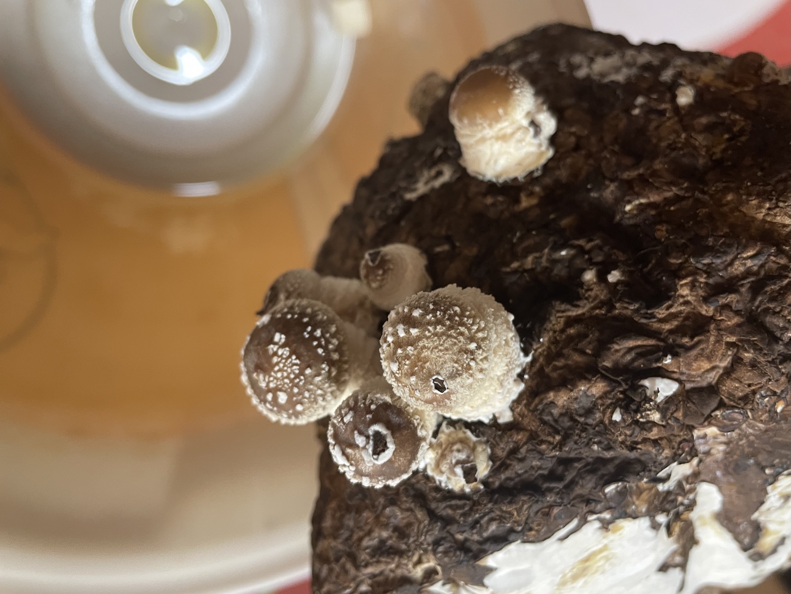 Druhá sklizeň shiitake