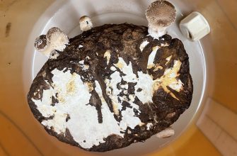 Druhá sklizeň shiitake