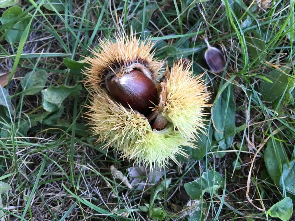 Jedlé kaštany při sběru