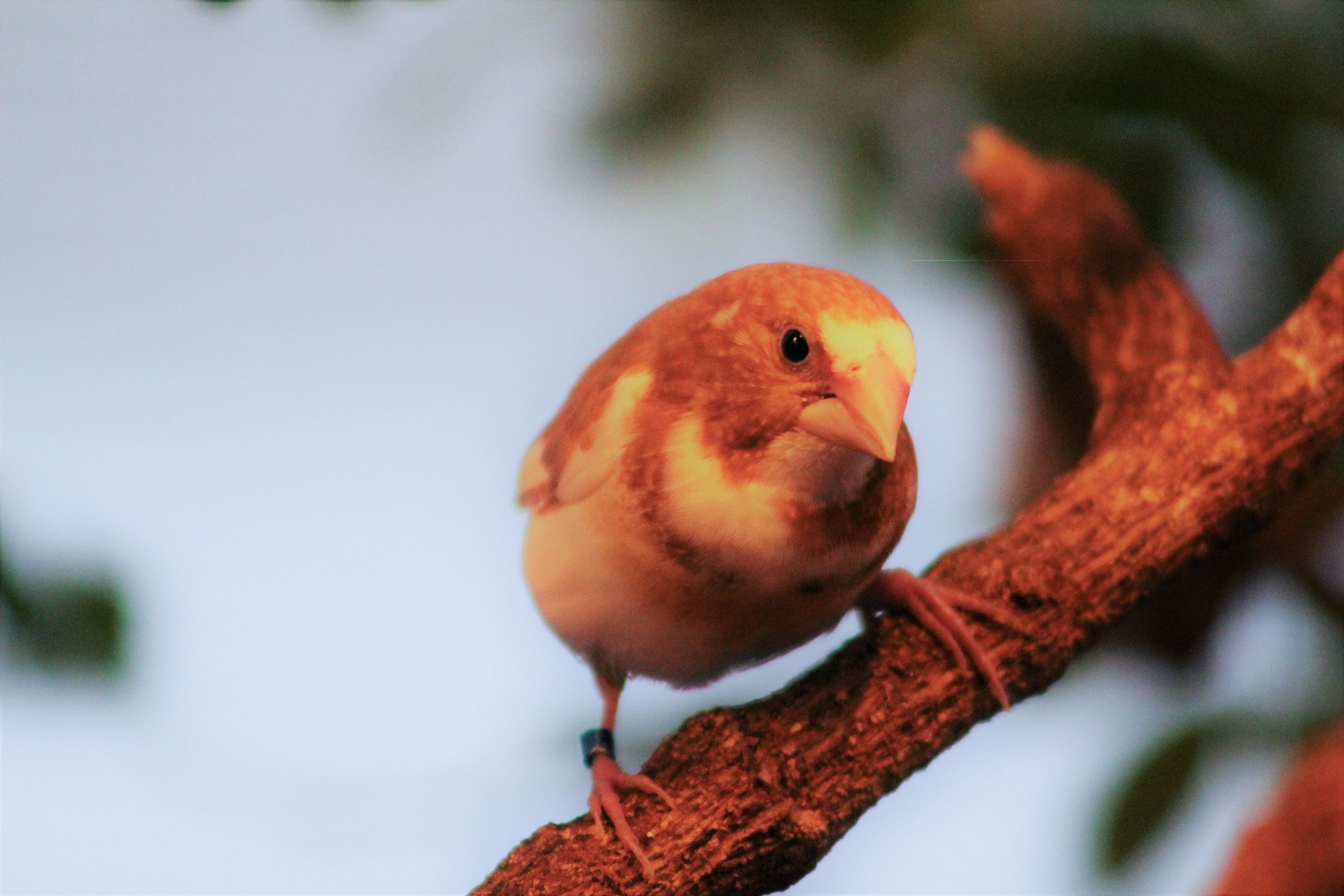 Chůvička japonská