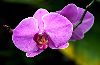 Orchideje