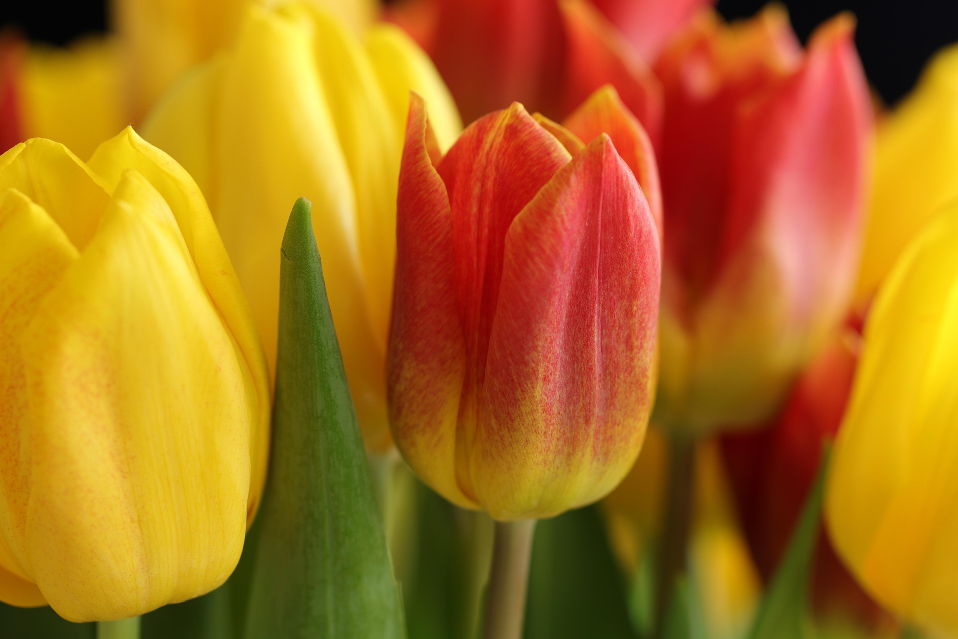 Tulipány patří k jaru. Foto: Pixabay
