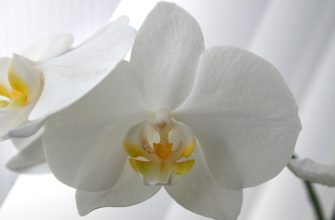 Orchideje