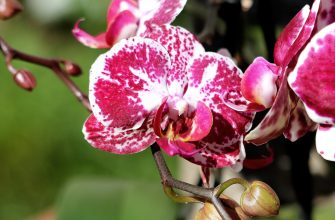 Orchideje