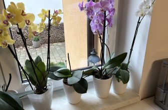Orchideje