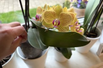 Orchideje