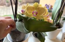 Orchideje