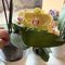 Orchideje