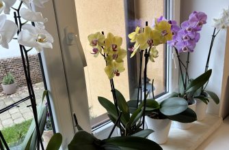 Orchideje