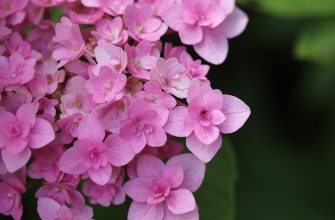 Hortenzie