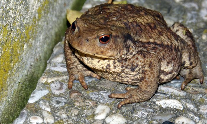 ropucha