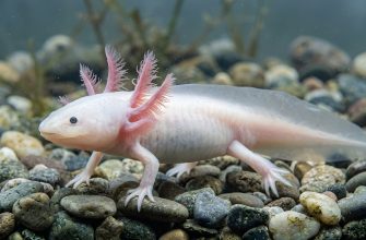 Axolotl