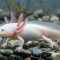 Axolotl