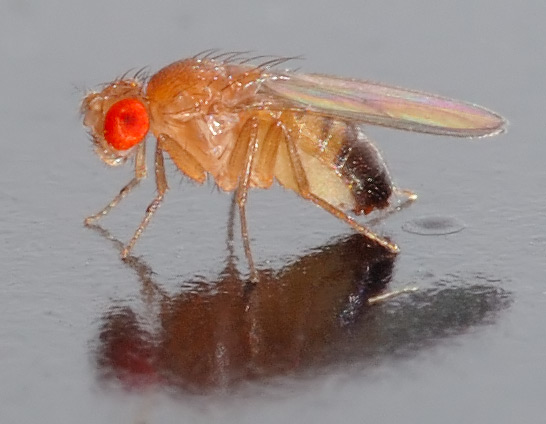 Octomilka